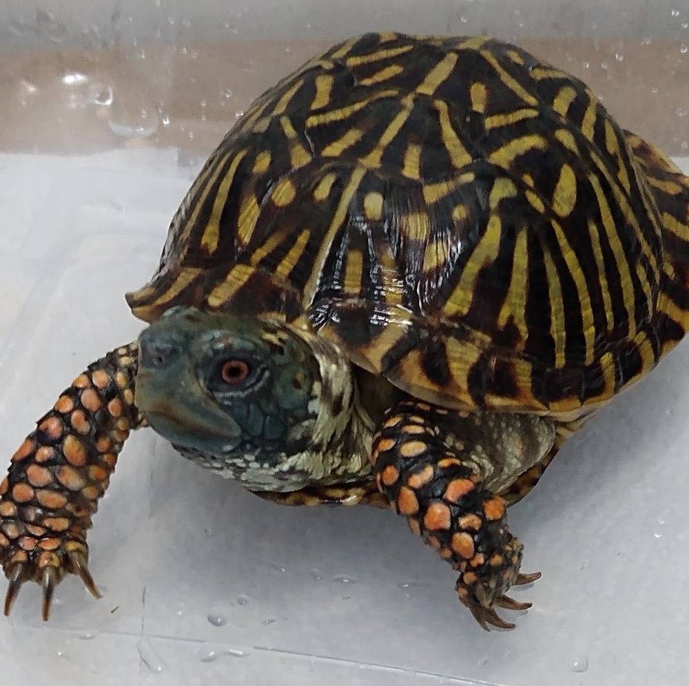 Meet your Posher, Hana